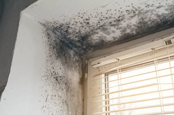 Trusted Crawl Space Mold Removal service in Hume, VA - Cheap Mold Removal